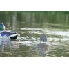 MOJO Outdoors Flock A Flicker 2 - Premium Waterfowl and