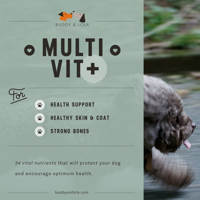 Multivitamin For Dogs Advanced Daily Supplements To Improve Dog Health