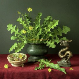 Fresh 100+ Wild Lettuce Seeds - Medicinal Herb Seeds FREE SHIPPING!