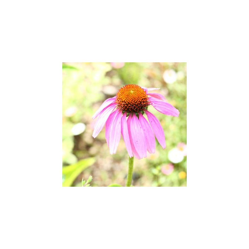 Echinacea Tea 1.8 oz (50 g) Herbal Tea Echinacea Tea