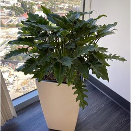 Philodendron Xanadu Winterbourn - Size: 6in Pot, 17-20in