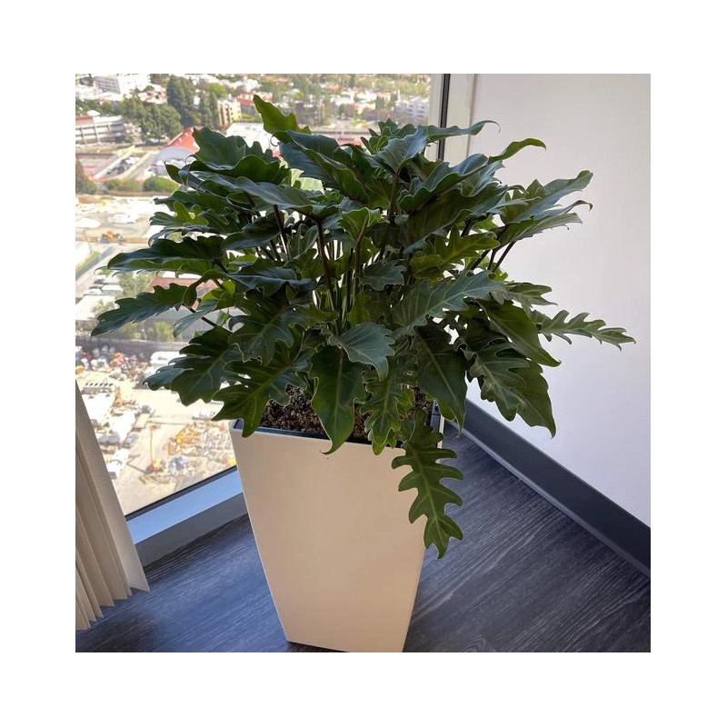 Philodendron Xanadu Winterbourn - Size: 6in Pot, 17-20in