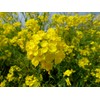 CEMEHA SEEDS - Seeds Yellow Mustard Non GMO Vegetable for
