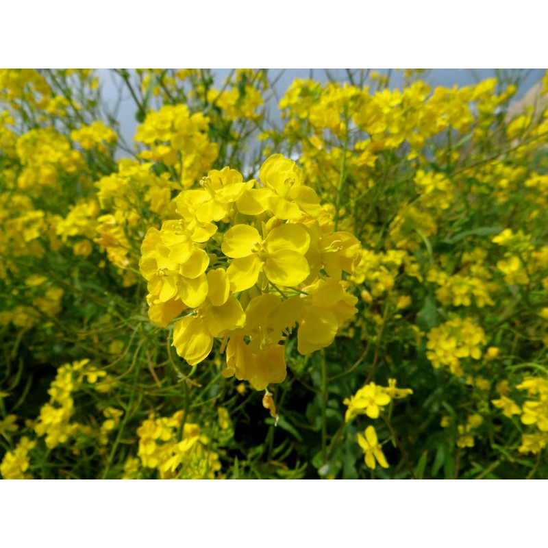 CEMEHA SEEDS - Seeds Yellow Mustard Non GMO Vegetable for