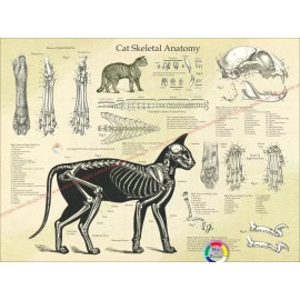 Cat Skeletal Bones Anatomy Poster 18" X 24" Veterinary Feline Anatomical Chart - Laminated, Vintage