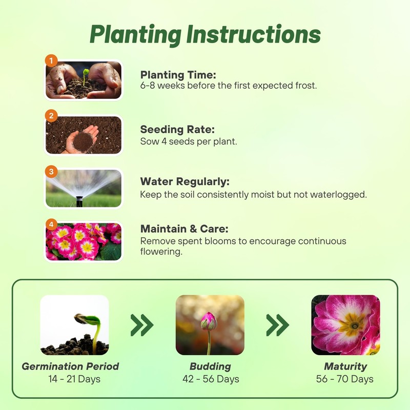 Outsidepride 50 Seeds Annual Primula Common Primrose Rose White Bicolor