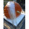 seeds Giant Pumpkin Seeds 2024! Incredible Color And Shape! Howard