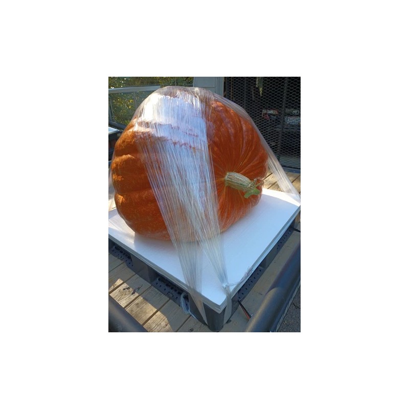 seeds Giant Pumpkin Seeds 2024! Incredible Color And Shape! Howard