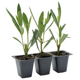 3 Nerium Red Oleander Shrubs | Live Plants in 2.5-inch Nursery Cubes | Jannoch Variety | Deer-Resistant Evergreen Perennial | Stunning Red Blooms for Outdoor Hedges & Garden Landscaping