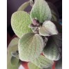 2 Live Swedish Ivy Silver Plants 4-6in Indoor Outdoor Houseplants