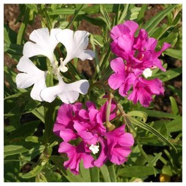 Everwilde Farms - 1/4 Lb Deerhorn Clarkia Native Wildflower Seeds - Gold Vault