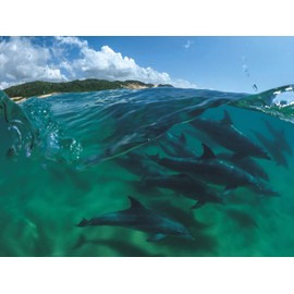 New York Puzzle Company - National Geographic Bottlenose Dolphins - 1000 Piece Jigsaw Puzzle