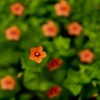 Outsidepride 10000 Seeds Annual Anagallis Arvensis Scarlet Pimpernel Flower Seeds