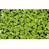 200 Live Duckweed Plants (Lemina Minor) by DBDPet | Live