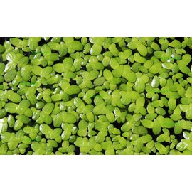 200 Live Duckweed Plants (Lemina Minor) by DBDPet | Live Arrival Guaranteed