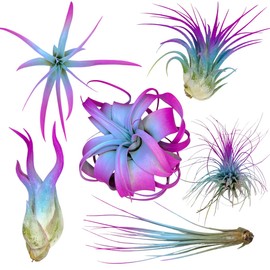 Colorful Tillandsia Air Plants, Live Air Plant, Air Purification Plants, Home Decor & Gift, Healthy Arrival Guarantee, Garden Airplant, Easy Care Indoor/Outdoor Plant (6 Pack)