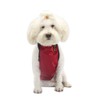 BT Bear Dog Harness, Chest and Belly Protector Pet Vest