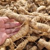 자연닮음 국산 볶은 둥굴레 300g 황정 둥굴레차 Natural Imitation Domestic