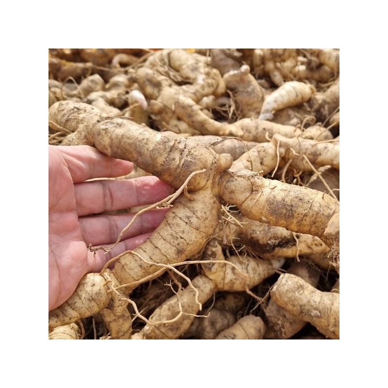 자연닮음 국산 볶은 둥굴레 300g 황정 둥굴레차 Natural Imitation Domestic