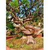 10 Seeds Bristlecone Pine Seeds | Pinus aristata Oldest Living