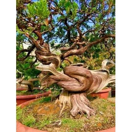 10 Seeds Bristlecone Pine Seeds | Pinus aristata Oldest Living Tree in The World!