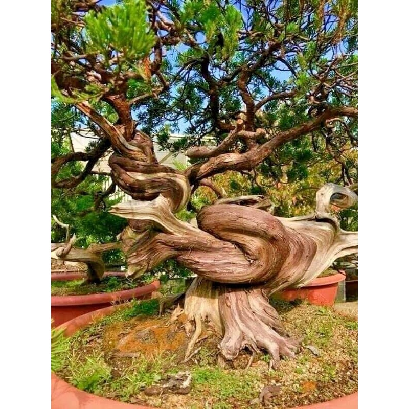 10 Seeds Bristlecone Pine Seeds | Pinus aristata Oldest Living