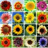 30PCS Mixed Color Sunflower Seeds for Planting Non-GMO Flower Seeds