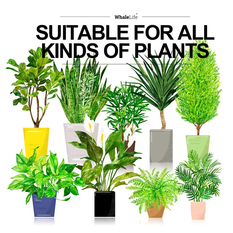 WhaleLife Indoor Watering Can for House Bonsai Plants (2.0L, White)