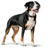 HUNTER Softie Stone Art-Nubuk Nickel Collar, 45/32 x 39 cm,