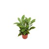 Gold Dust Croton - 4'' from California Tropicals