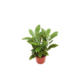 Gold Dust Croton - 4'' from California Tropicals