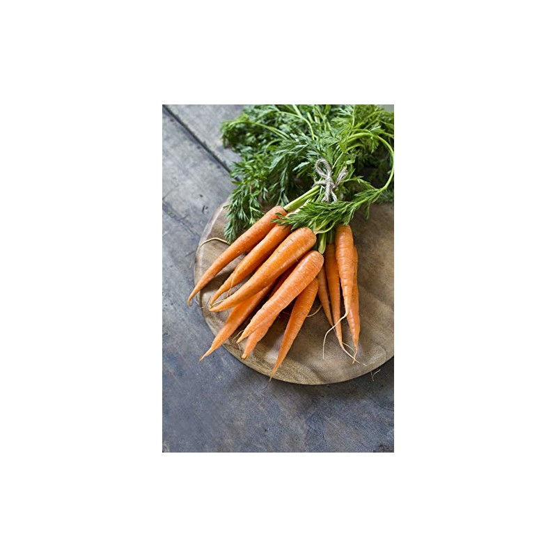 1800 Danvers 126 Carrot Seeds for Planting 3 Grams of