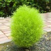 FUN AND GROW SEEDS: Seeds Summer Cypress Burning Bush Kochia