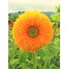 TomorrowSeeds - Tall Teddy Bear Sunflower Seeds - 100+ Count