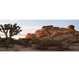 OERJU 72x18 inches Joshua Tree National Park Backdrop Arid Barren Cactus Sandstone Rock Climate Hot Desert Reptile Habitat Natural Photography Background for Terrarium Background Polyester Fabric