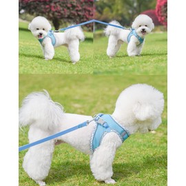 Petank Dog Harness for Small Medium Dogs No Pull, Puppy Harness and Leash Set, Easy Walk Dog Harness for Walking, Running, Training, Small Dog Harness, Medium Dog Harness (Bule, XXS)