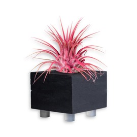 Air Plants - Tillandsia Ionantha - Organically Enhanced Color - Live Arrival Guaranteed - House Plants for Home Decor & Gift (Pink_Coral_Blue_Mix_3pk+3_Black_Planters)