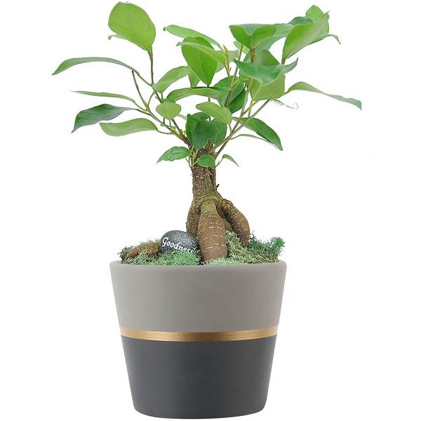 Costa Farms 1-Year Old, Mini Grower's Choice Bonsai Indoor Tree with Inspirational Message in Mocha Home Décor, Black Ceramic Planter