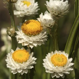 Outsidepride 10000 Seeds Perennial Ammobium Alatum Winged Everlasting Flower Seeds for Planting