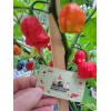 Carolina REAPER Super HOT Pepper Seeds Unique Creek Homestead Certified