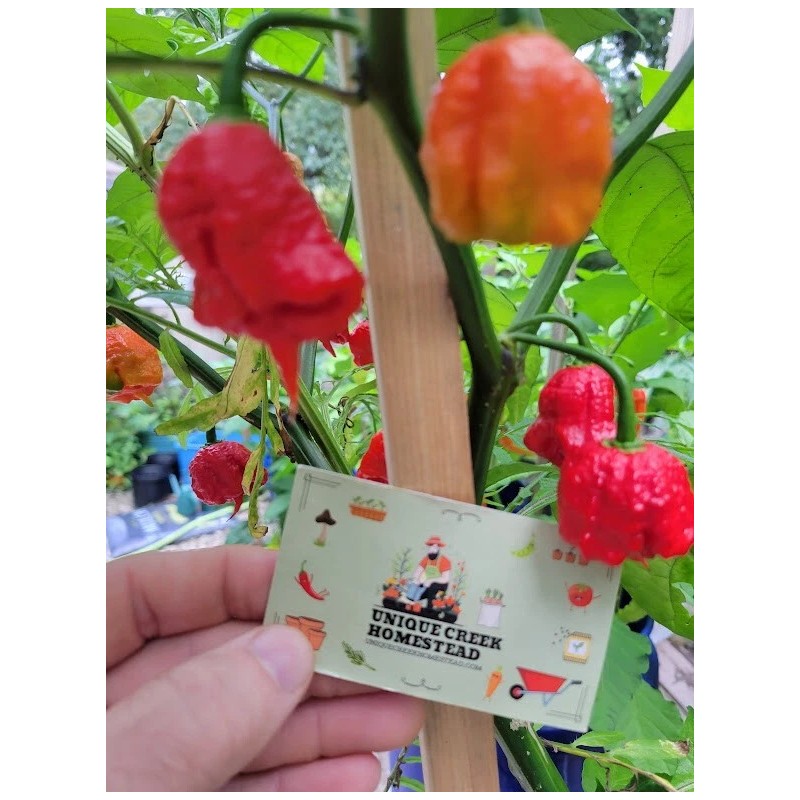 Carolina REAPER Super HOT Pepper Seeds Unique Creek Homestead Certified