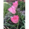 Tulip Bulbs - 20 Pink Impression Darwin Tulip - Bulb