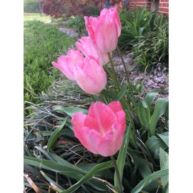 Tulip Bulbs - 20 Pink Impression Darwin Tulip - Bulb Size 11/12 cm - Fall Planting & Spring Blooms
