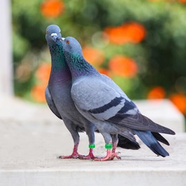 DHER Poultry Foot Rings Chicken Leg Rings with Number 100 Pieces 10 mm with Digital Bayonet Identification Pigeon Rings Numbers 1-100 Mark Pigeon Foot Rings Small Poultry Foot Rings (Green)