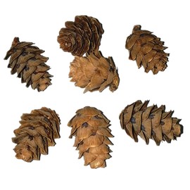 Operitacx 50 Pcs Small Pine Cone Adornments Decorative Pine Cone Photo Props for Christmas and Crafting Natural Reusable for Indoor Decor and Festivals