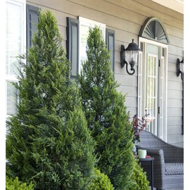Hetzi Juniper - 10 Live Plants - Juniperus Chinensis - Evergreen Privacy Barrier
