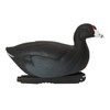 Over-Size Coots (1/2 Dozen)