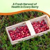 Outsidepride Cranberry Seeds - 500 Pcs. Perennial, Easy to Grow