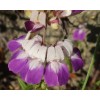 Buy Rare Seeds Collinsia heterophylla| Chinese Houses| 200_Seeds