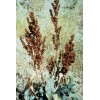 Fresh 100+ Curly Dock Seeds (Rumex Crispus)